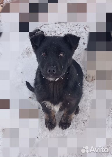 Собака в добрые руки