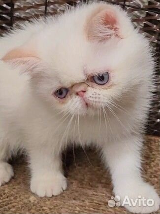 Голубоглазый мальчик