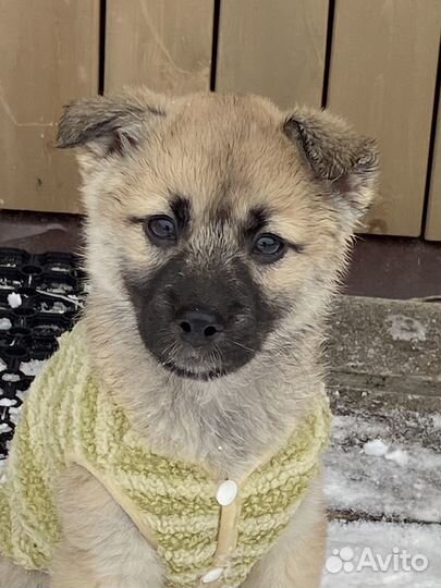 Щенок отдам в добрые руки