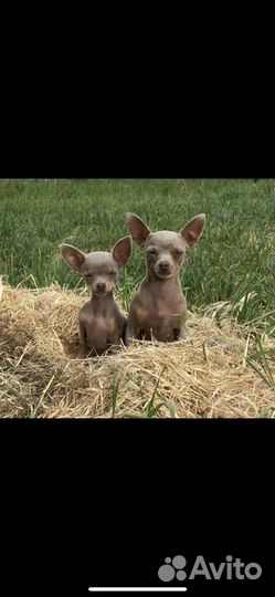 Тои терьер мини