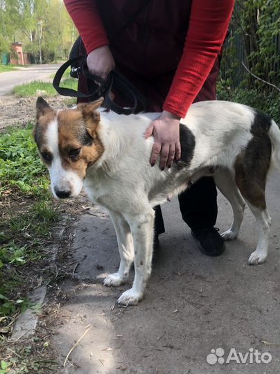 Собака брошенная у ТЦ