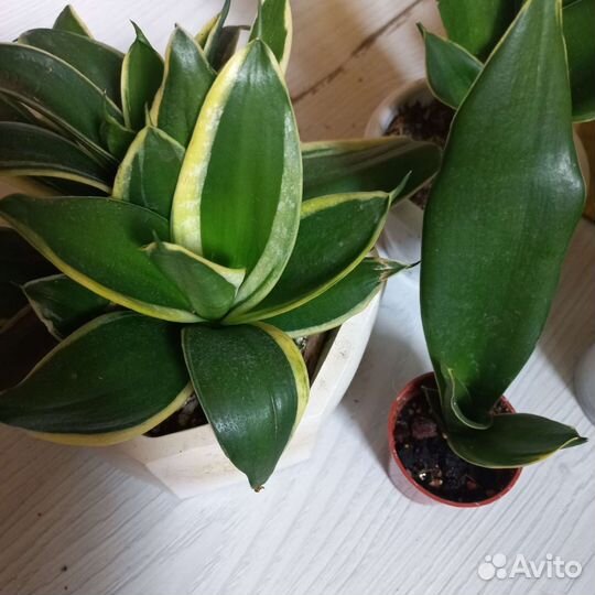Сансевиерии сортовые