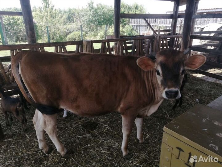 Тёлка Джерси, козочки, козлики