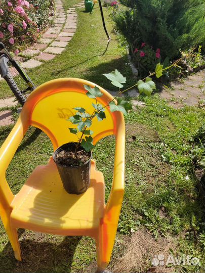 Виноград загадка Шарова