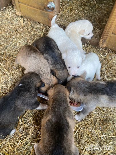 Отдам бесплатно