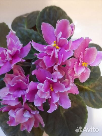 Фиалки, сортовые