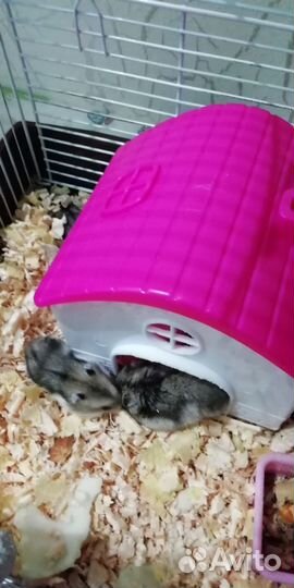 Джунгарский хомяк