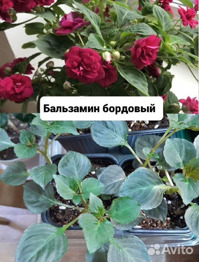 Комнатные растения цветы