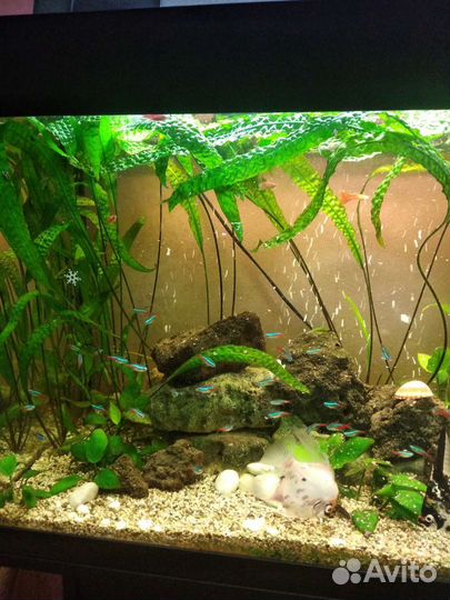 Аквариум