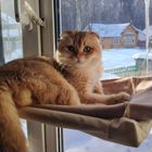 Шотландский вислоухий короткошёрстный кот, вязка