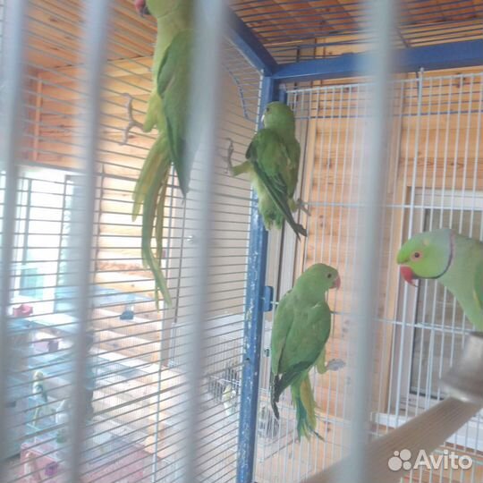 Попугай ожереловые