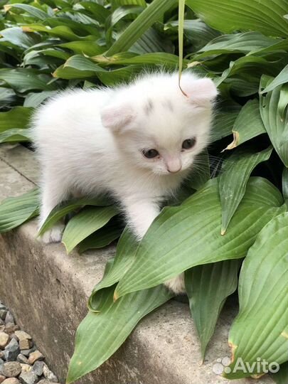 Кошка в дар