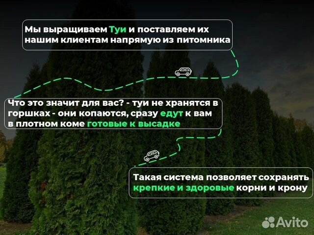 Туи смарагд 2 м свежая копка 2023