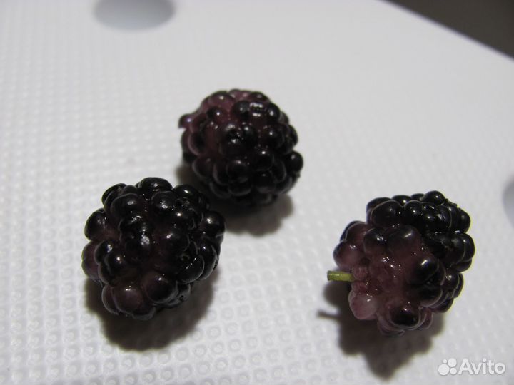 Морозостойкие саженцы шелковицы для Урала и Сибири