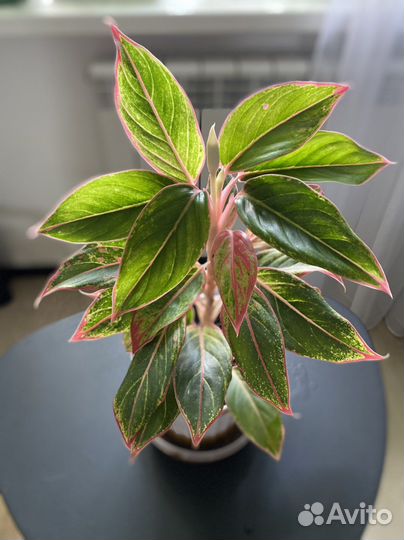 Аглаонема батерфляй