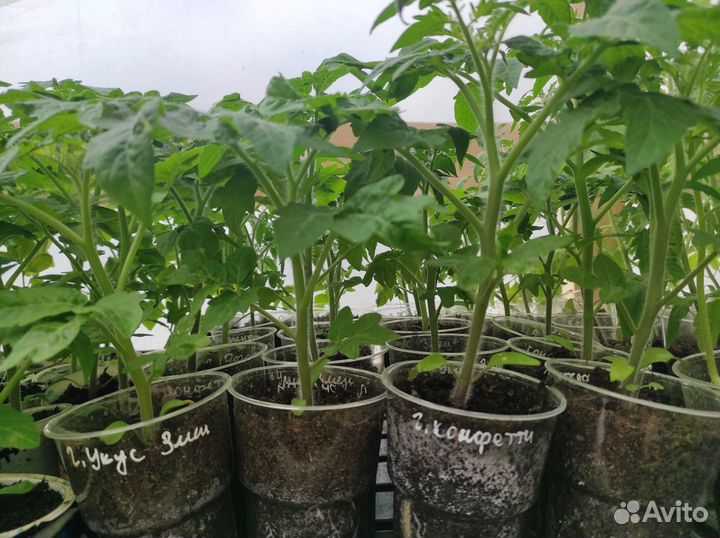 Рассада помидор и перцев