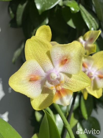 Фаленопсис сортовой микс
