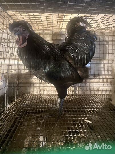 Петухи маран ч/м, амераукана, ухейилюй и лакеданзи