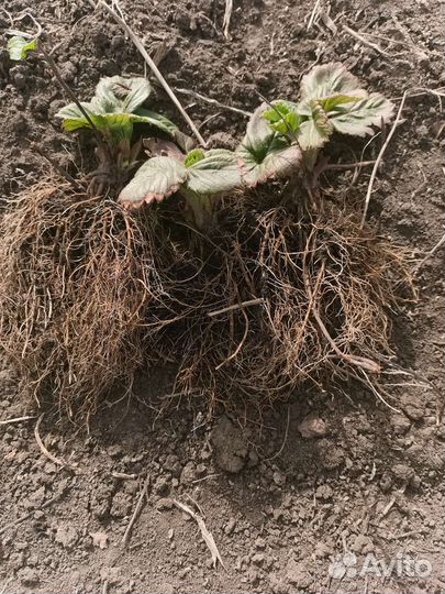 Рассада клубники Азия