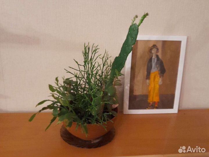 Комнатные цветы