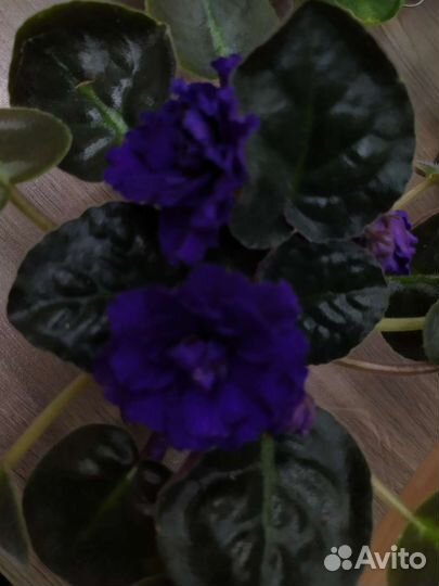 Сортовые фиалки