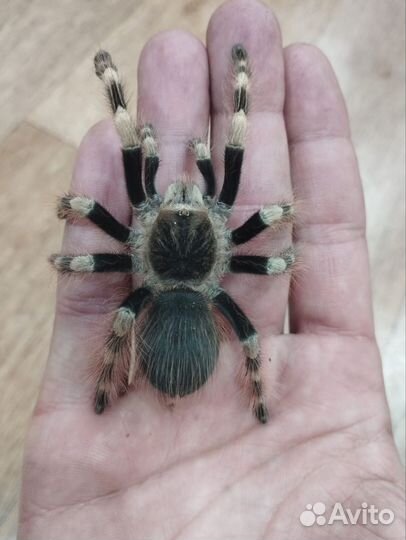 Паук птицеед