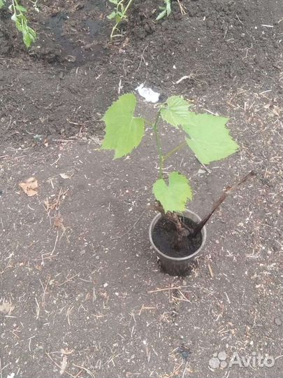 Саженцы винограда изабелла (двухлетние)