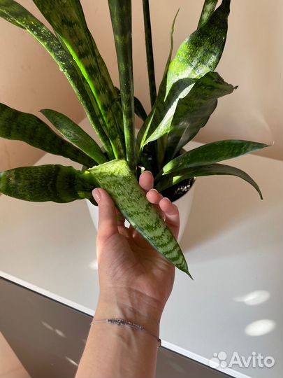 Комнатное растение Сансевиерия в плетенном кашпо