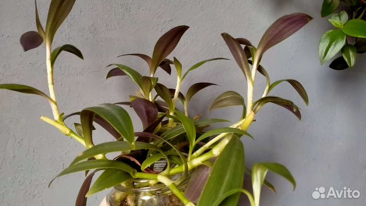 Традесканция Рэо