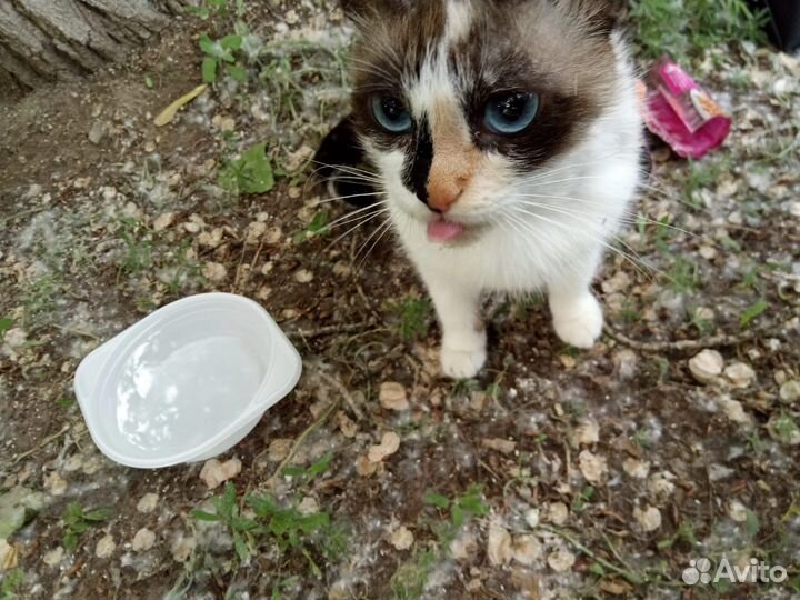 Кошечка ищет дом