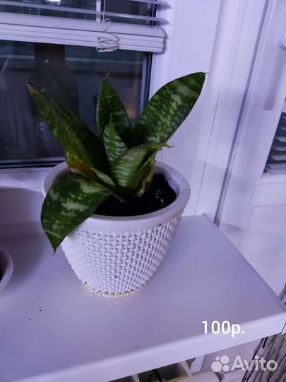 Сансевиерия