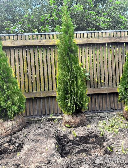 Туя брабант