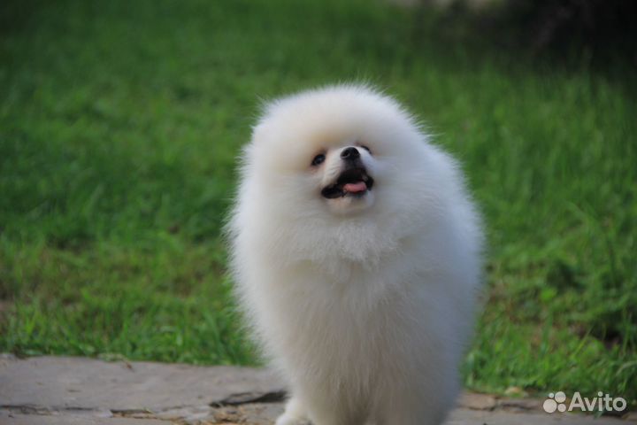 Белый мишка мальчик померанского шпица