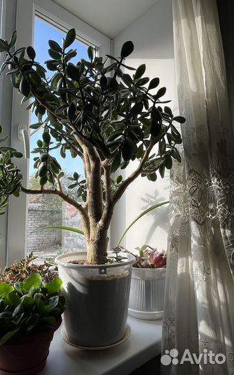 Толстянка/Крассула/Денежное дерево