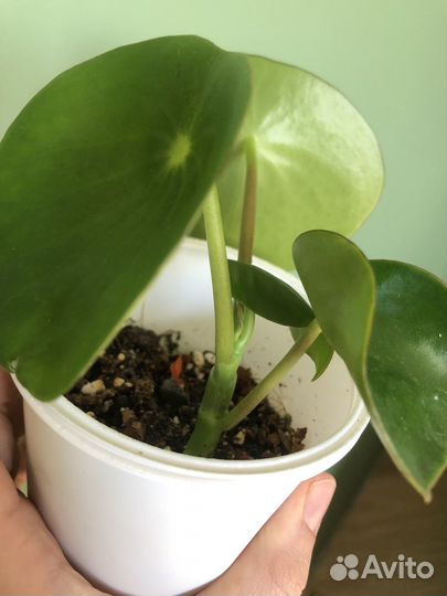 Пеперомия рейндроп raindrop комнатные пилея