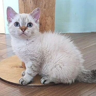 Ламбкин котёнок