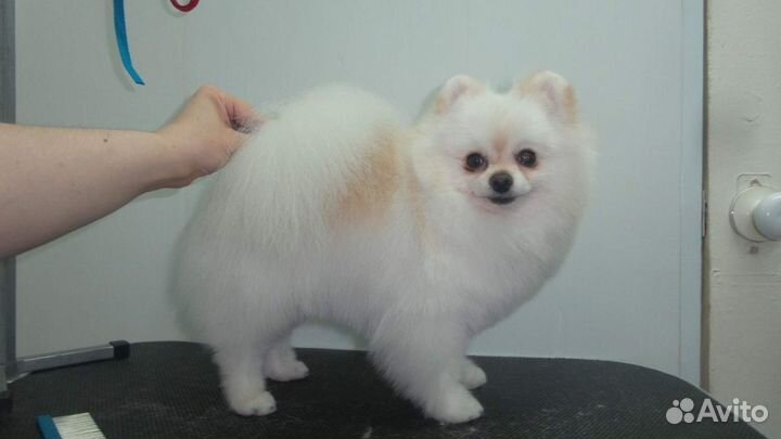 Полный груминг дом. любимцев