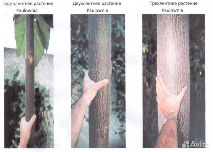 Гибрид Адамово дерево(Павловния) -33градусов