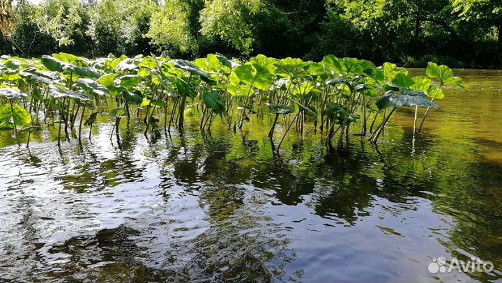 Рыбалка с гидом