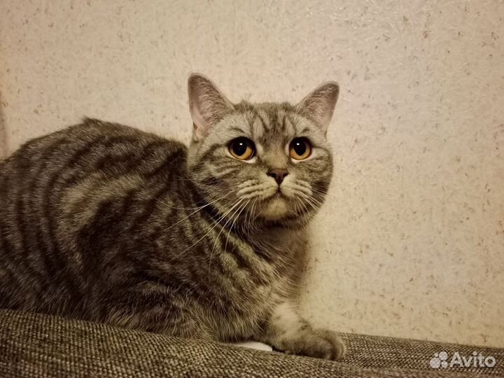Шотландская кошечка