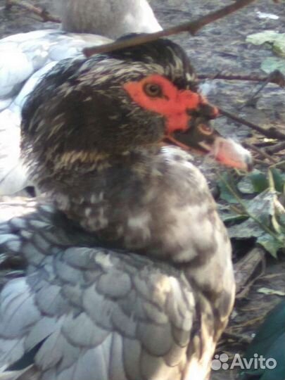 Селезни индоутки