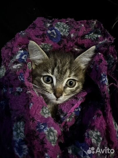 Котенок