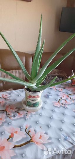 Алое лечебный. От воспалений, 5 лет