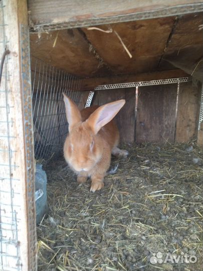 Домашний кролики