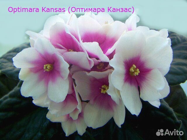 Фиалки, листы прижившиеся, разные сорта