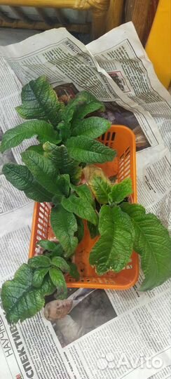 Набор фиалок