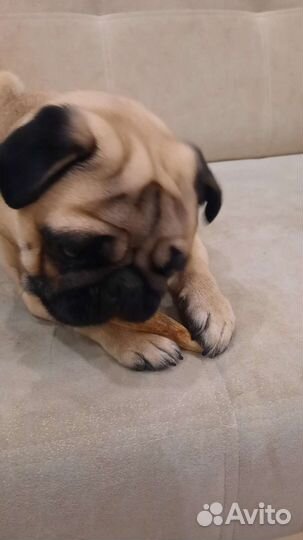 Грызуны лакомство для собак из рогов лося