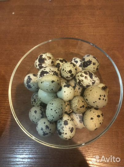 Яйцо пищевое