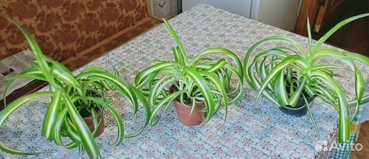 Комнатные цветы
