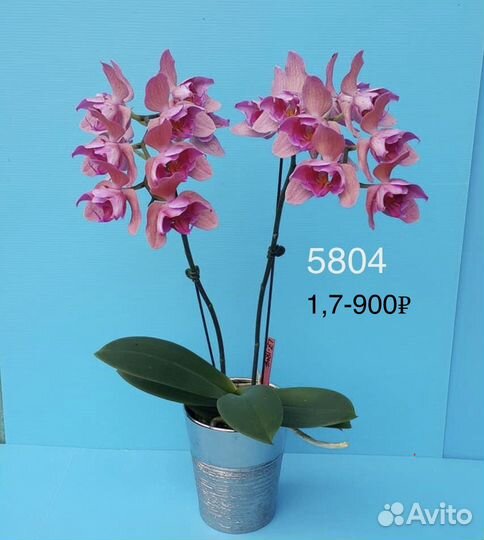 Орхидея подросток